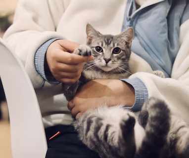 person holding silver tabby cat